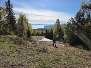 Maisemakuva. Etualalla latupohjaa, jonka reunoilla keväisiä puita. Kaukana siintää järvi.